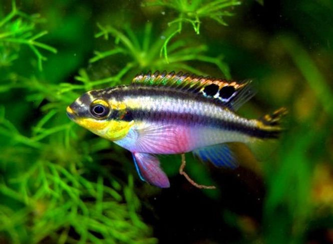 Hovedbilde Pallette ciklide 4-5cm