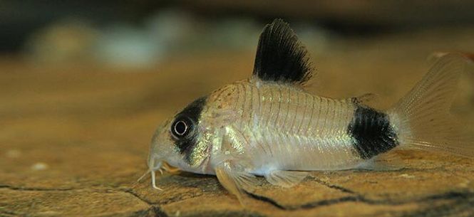 Hovedbilde Corydoras Panda