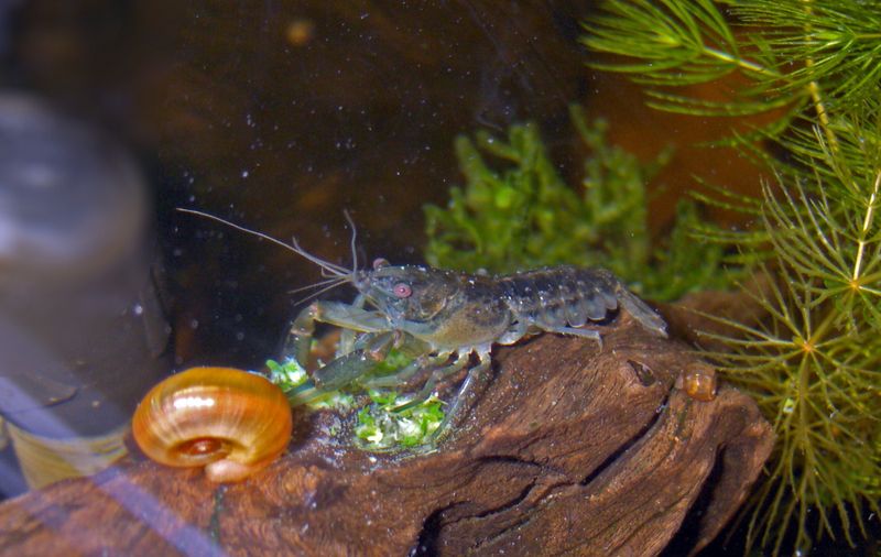 Cambarellus  Patzcuarensis Blå
