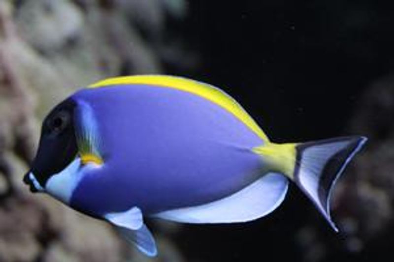 PowderBlue  Kirurg 