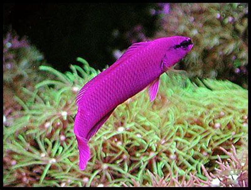 Orcid Dottyback / Pseudochromis fridmani F1 small