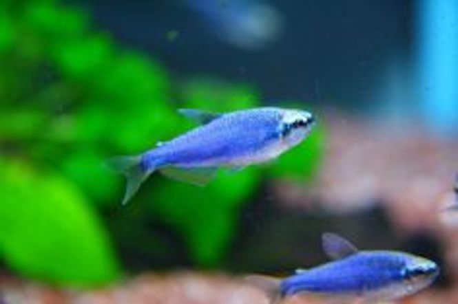 Hovedbilde Kerri Tetra Super Blue 