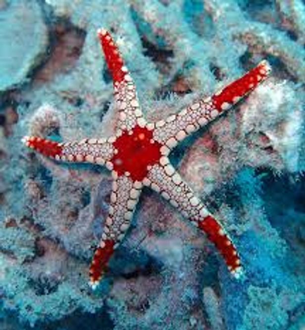 Hovedbilde Fromia	monilis