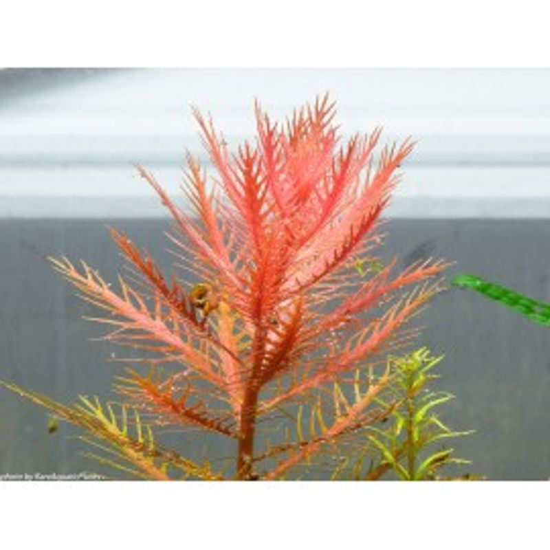 Proserpinaca palustris 