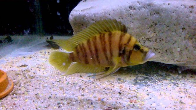 Hovedbilde Altolamprologus compressiceps Red Fin 3-4cm