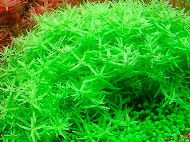 Hovedbilde Rotala 