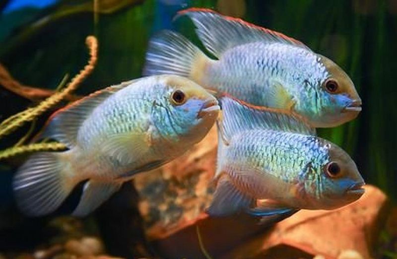  Blå Acara Electric Blue 3-4cm 