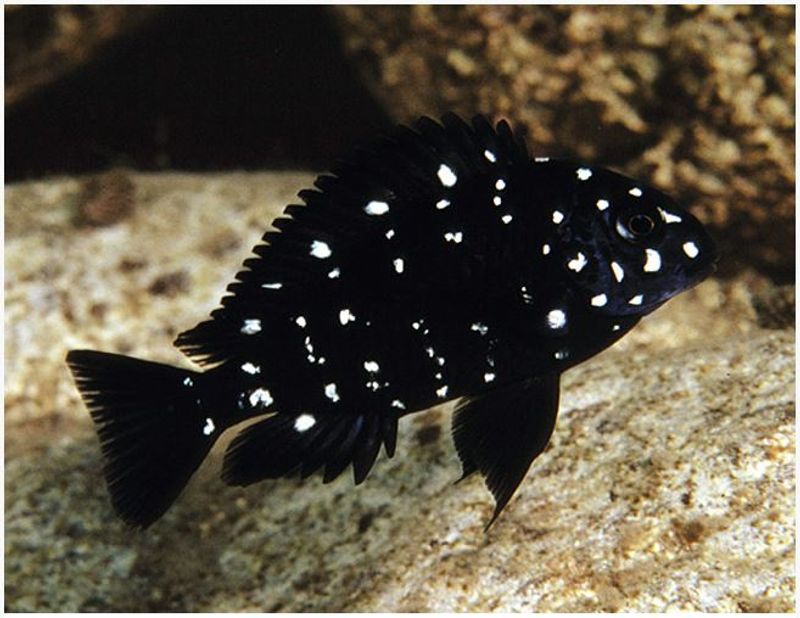 Tropheus duboisi 3-4cm