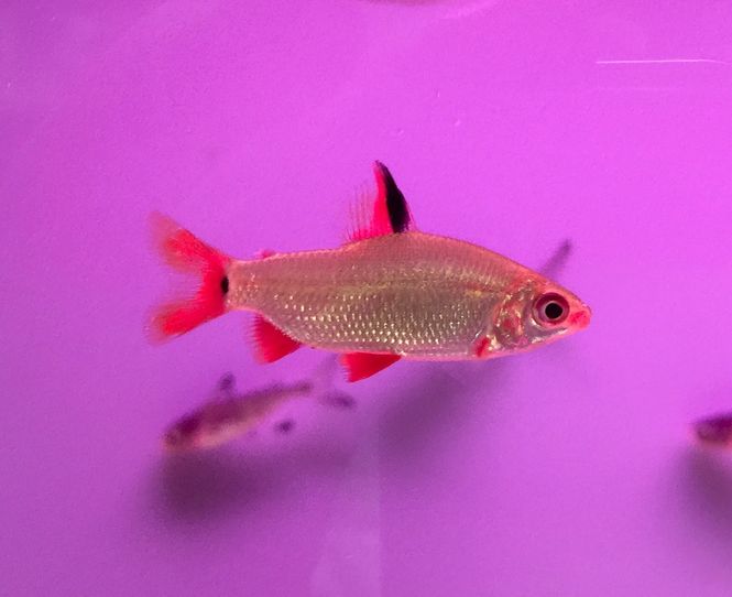 Hovedbilde Distichodus sp. Black&Red Levini River