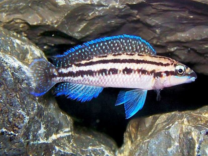 Hovedbilde Julidochromis dickfeldi  