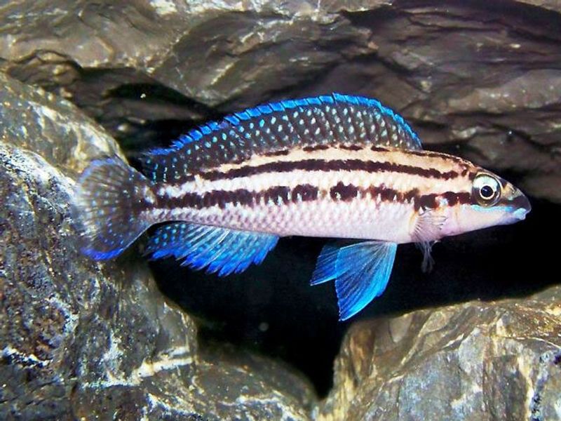 Julidochromis dickfeldi  