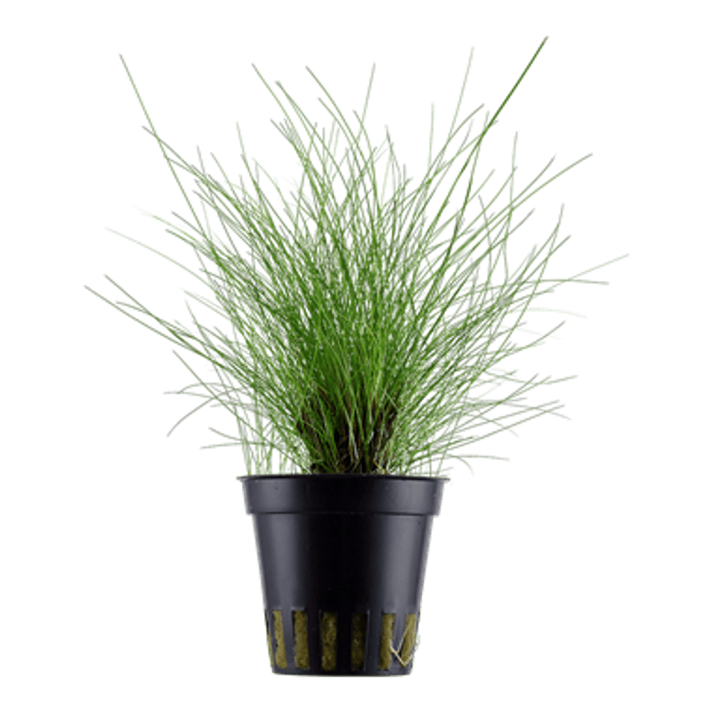Eleocharis Parvula - Potte