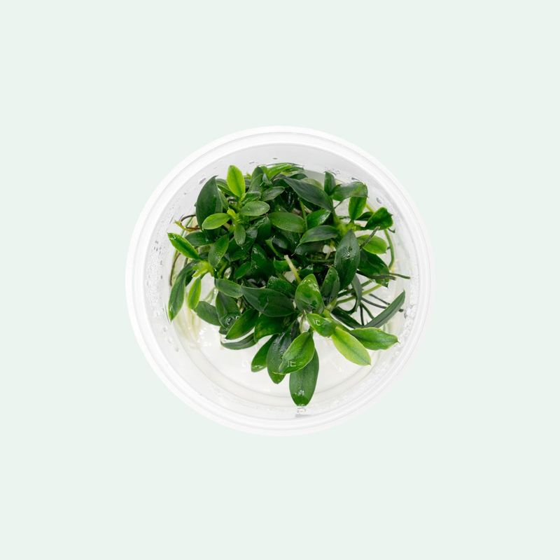 Anubias Nana Pangolina (sjelden)
