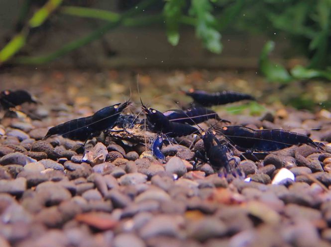 Hovedbilde Cardina Deep Blue Tiger Orange Eyes