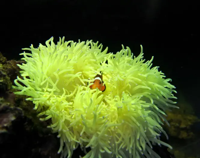 Hovedbilde Heteractis malu yellow