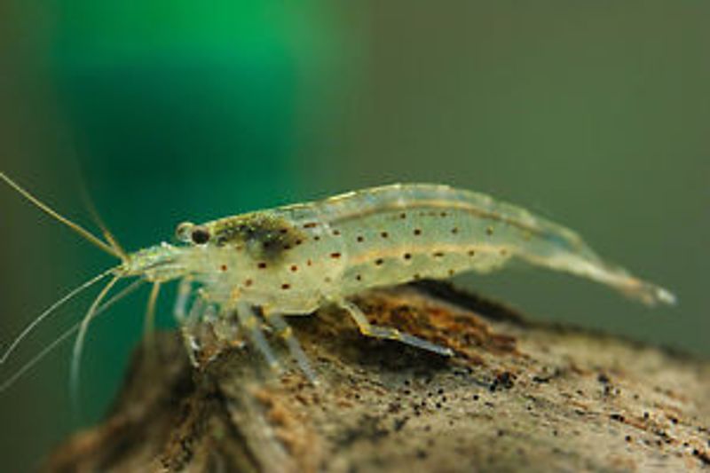Amanoreke 2-3cm