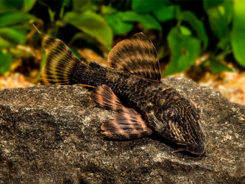 L271 Panaqolus 9-11cm