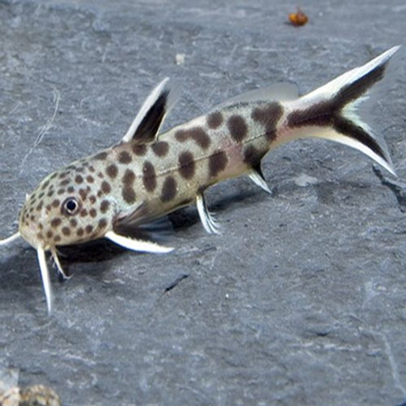 Synodontis petricola