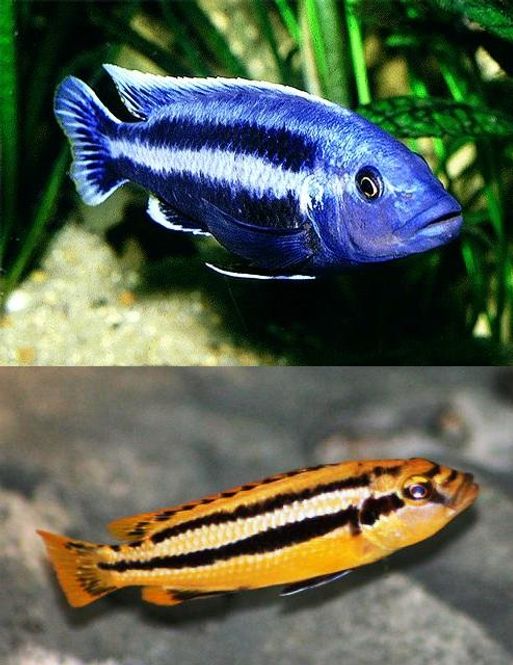 Hovedbilde Melanochromis chipokae 5-6cm
