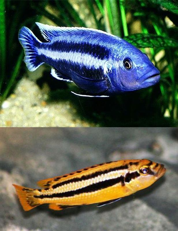 Melanochromis chipokae 5-6cm