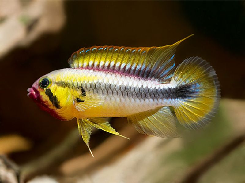 Apistogramma sp. 