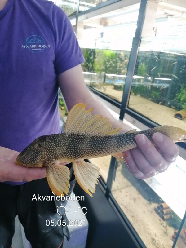 L014 Scobinancistrus aureatus 30-35cm