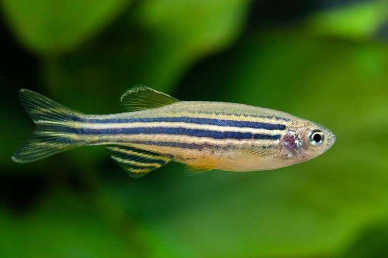  Sebrafisk