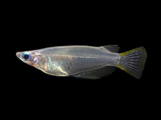 Hovedbilde Oryzias javanicus