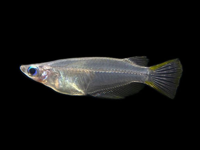 Oryzias javanicus