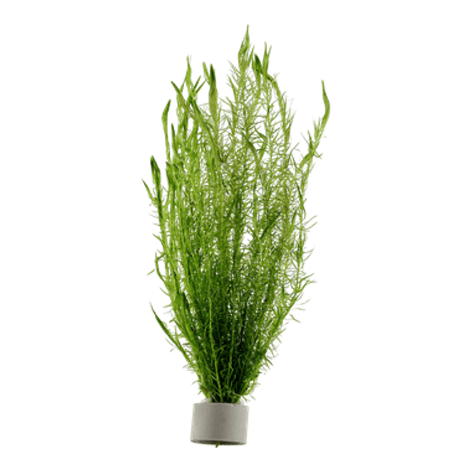 Hovedbilde Mayaca fluviatilis