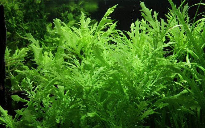 Hovedbilde Hygrophila difformis