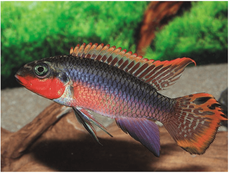 PELVICACHROMIS KRIBENSIS NIGERIA RED 4-5