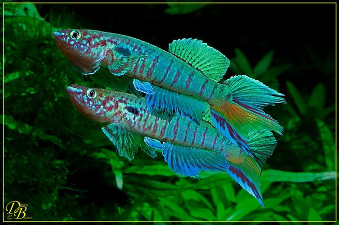 Hovedbilde APHYOSEMION/FUNDULOPANCHAX SJOESTEDTI NIGER 