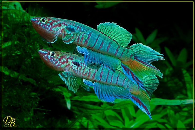 APHYOSEMION/FUNDULOPANCHAX SJOESTEDTI NIGER 