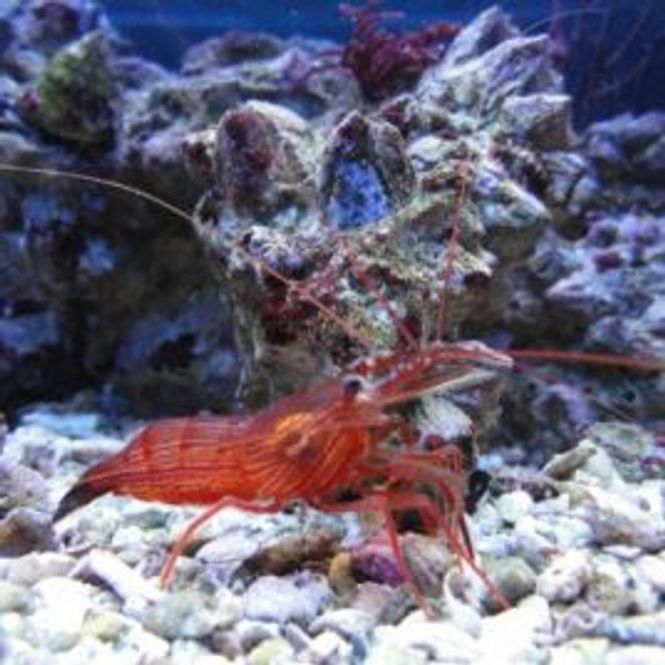 Hovedbilde Parhippolyte Uveae 4-6cm