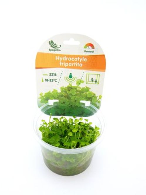 Hovedbilde HYDROCOTYLE TRIPARTITA INVITRO