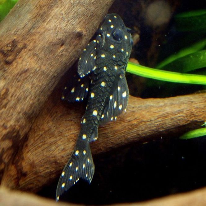 Hovedbilde L471 Hypancistrus 3cm