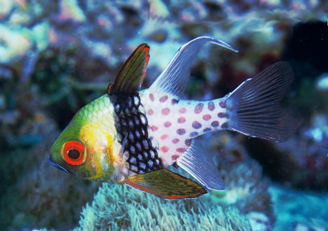 Hovedbilde Sphaeramia nematoptera / Pysjamas fisk 