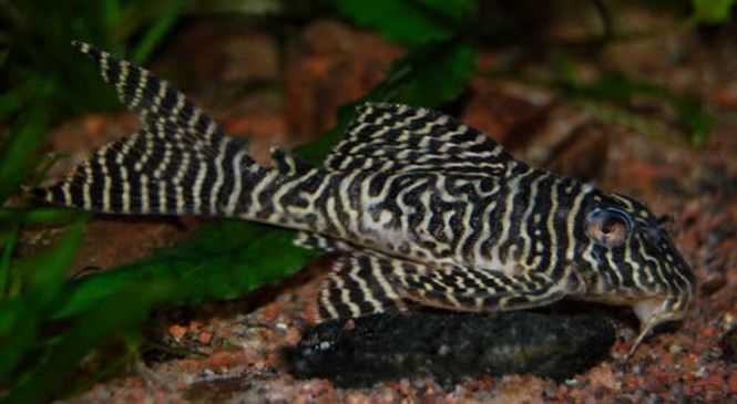 Hovedbilde L066 Hypancistrus 12-14cm