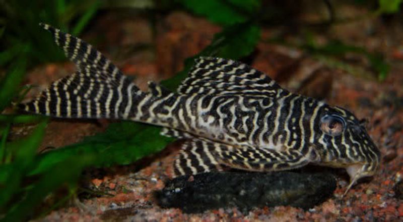 L066 Hypancistrus 3-4cm