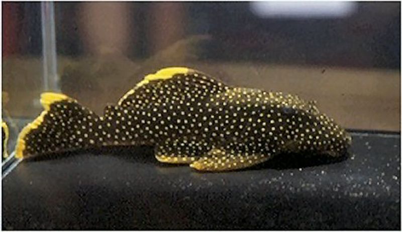 L018 Golden Nugget 5-6cm