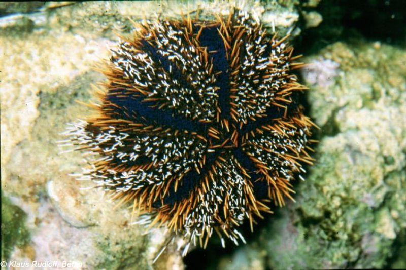 Tripneustes gratilla / collector Urcin 