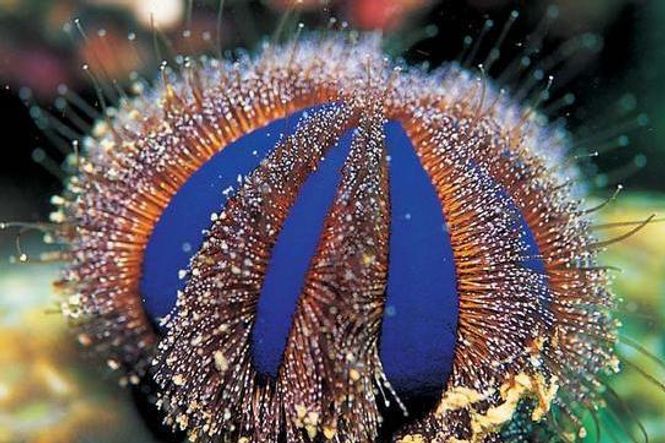 Hovedbilde Mespilia Globulus  / Tuxedo Urchin 