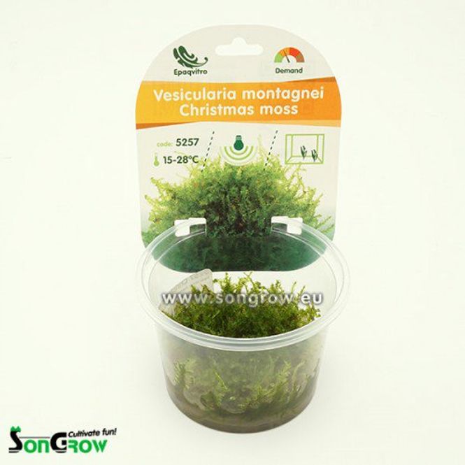 Hovedbilde Vesicularia montagnei (Christmas moss) invitro ...