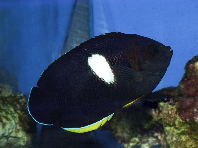 Centropyge tibicent 5-6cm 