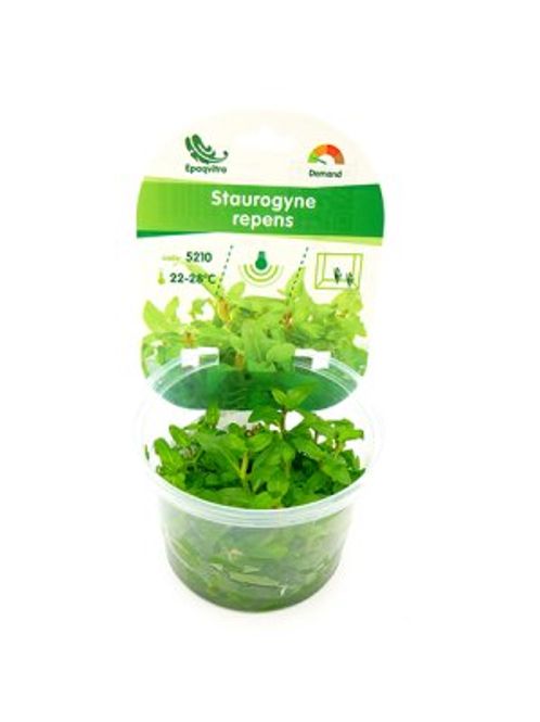 Hovedbilde STAUROGYNE REPENS EPAQViTRO