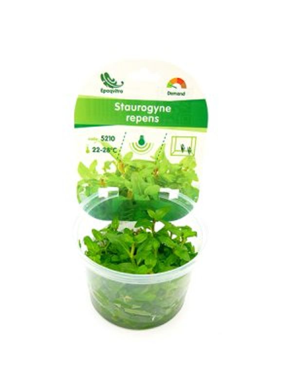 STAUROGYNE REPENS EPAQViTRO