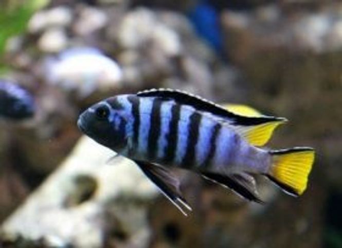 Hovedbilde Pseudotropheus elongatus 
