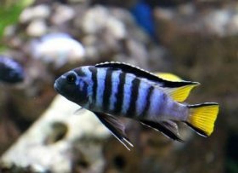 Pseudotropheus elongatus 