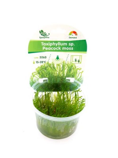 Hovedbilde PEACOCK MOSS EPAQVITRO